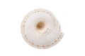 Seashell isolated on the white background Royalty Free Stock Photo