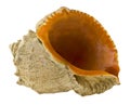Seashell isolated on white background close up Royalty Free Stock Photo