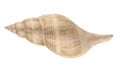 Seashell Isolated