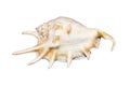 Seashell on white background.The exotic sea shell with spikes. Royalty Free Stock Photo