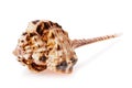 Seashell isolated. Murex haustelium, close-up. Photo taken by stacking method Royalty Free Stock Photo