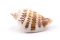 Seashell isolated on White