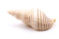 Seashell isolated on White