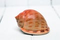 Seashell on white Royalty Free Stock Photo