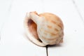 Seashell on white Royalty Free Stock Photo