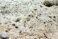 Seashell and its footprints on sunny sand near water. Sea inhabitant of Red sea