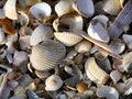 Seashell Jumble I (Color)