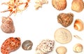 Seashell. Just Above The Frame Are Various Animal Shells Royalty Free Stock Photo