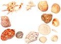 Seashell. Just Above The Frame Are Various Animal Shells