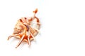 Seashell. Just Above The Frame Are Various Animal Shells Royalty Free Stock Photo