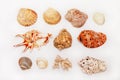 Seashell. Just Above The Frame Are Various Animal Shells Royalty Free Stock Photo