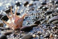 Seashell of lambis truncata on the shingle beach Royalty Free Stock Photo