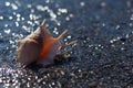 Seashell of lambis truncata on the shingle beach Royalty Free Stock Photo