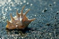 Seashell of lambis truncata on the shingle beach Royalty Free Stock Photo