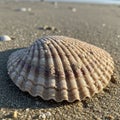 A seashell lies on a sandy beach, displaying ridged textures and a mixture of beige Royalty Free Stock Photo