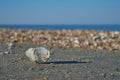 Seashell lying on the beach