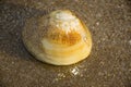 Seashell lying in sand on a beach