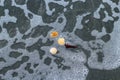 Seashell lying on the sand of the beach, half buried in the sand as the the sea wave hits it, and sea waves in the back. Royalty Free Stock Photo