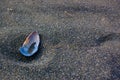 Seashell lying on a sandy beach, with its natural spiral shape and textured surface intact