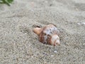 Seashell macro focused in the sand