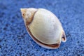 seashell macro photo. close up single object detail photograph.