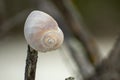 Seashell Macro, Spiraled seashell on a tree at the beach
