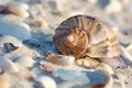 Seashell of marine mollusc rapana venosa Royalty Free Stock Photo