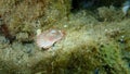 Seashell of Mediterranean scallop Pecten jacobaeus on sea bottom, Aegean Sea, Greece. Royalty Free Stock Photo
