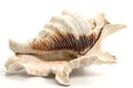 seashell from the Mediterranean sea isolated on white background