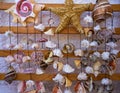 seashell mobile wind chime hanging mexico Royalty Free Stock Photo