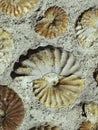 Seashell Mollusk Ammonite Fossil background