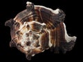 Seashell Murex invidia macro