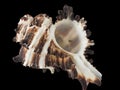 Seashell Murex invidia macro isolated