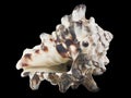 Seashell Murex invidia macro isolated