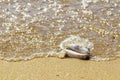 Seashell in the natural environment. Sandy beach, light surf.