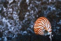 Seashell nautilus on black sea beach with rocks under sunrise sun light
