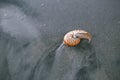 seashell nautilus on black sea beach with waves under sunrise sun light