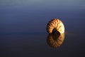 Seashell nautilus on sea beach under sunset