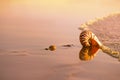 Seashell nautilus on sea beach under sunset sun light