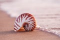 seashell nautilus on sea beach with waves under sunrise sun light Royalty Free Stock Photo