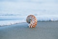 Seashell nautilus on sea beach with waves under sun light