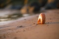 seashell nautilus on sea beach with waves under sunrise sun light Royalty Free Stock Photo