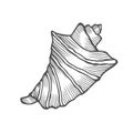 Seashell nautilus Sea shell
