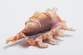 Seashell