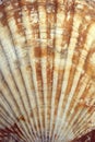 Seashell ocean shell or sea shell texture close up. Shell pattern Royalty Free Stock Photo