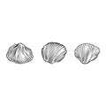 seashell outline illustration. Seashells vector set. Hand drawn illustrations of engraved line. Collection of realistic