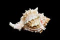Seashell Over Black #11 (Conch) Royalty Free Stock Photo