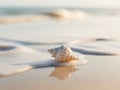 Seashell Partially Submerged in Foamy Ocean Water on Sandy Beach. Royalty Free Stock Photo