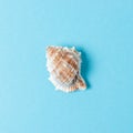 Seashell on pastel blue background. Summer minimal concept