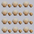 Seashell pattern. Texture with shells on a gray background